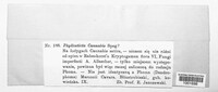 Septoria cannabis image